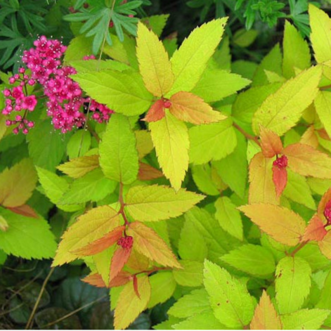 Lanksva japoninė (Spiraea japonica) 'Goldflame'