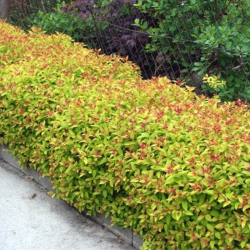 Lanksva japoninė (Spiraea japonica) 'Goldflame'