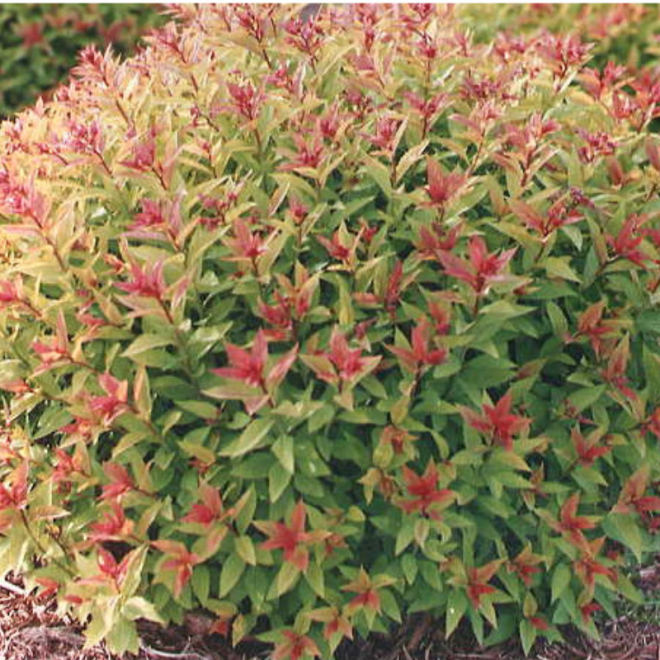 Lanksva japoninė (Spiraea japonica) 'Goldflame'