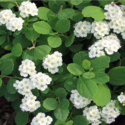 Lanksva beržalapė (Spiraea betulifolia) 'Tor'