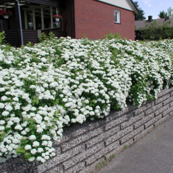 Lanksva beržalapė (Spiraea betulifolia) 'Tor'