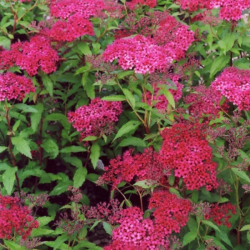 Lanksva japoninė (Spiraea japonica) 'Dart's Red' krūmas rožiniai žiedai.