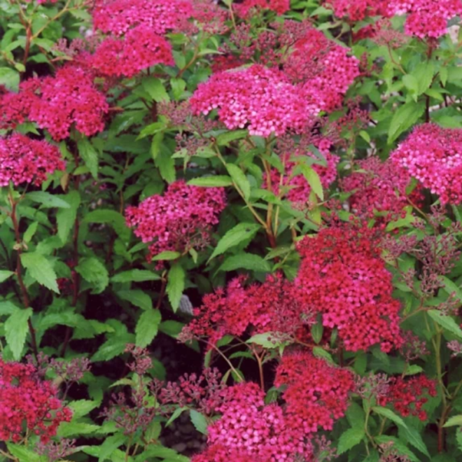 Lanksva japoninė (Spiraea japonica) 'Dart's Red' krūmas rožiniai žiedai.