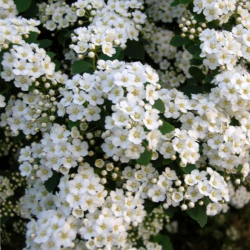 Lanksva vanhuto (Spiraea x vanhouttei)