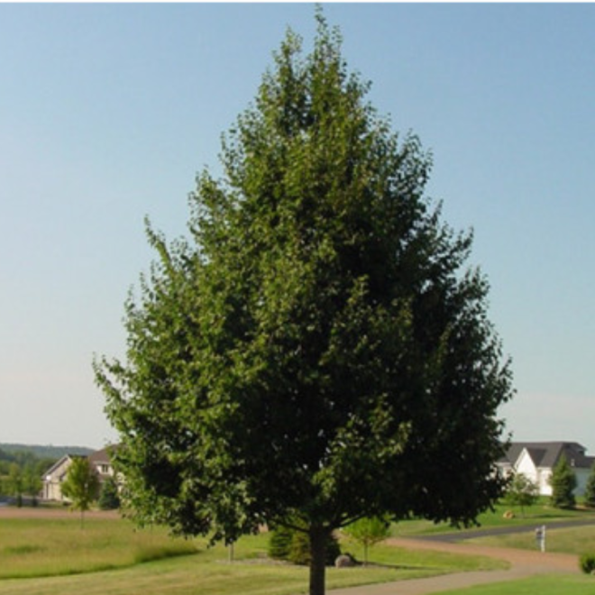 Liepa mažalapė (Tilia cordata) 'Greenspire'