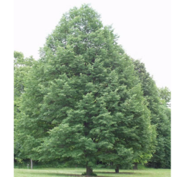 Liepa mažalapė (Tilia cordata) 'Greenspire'