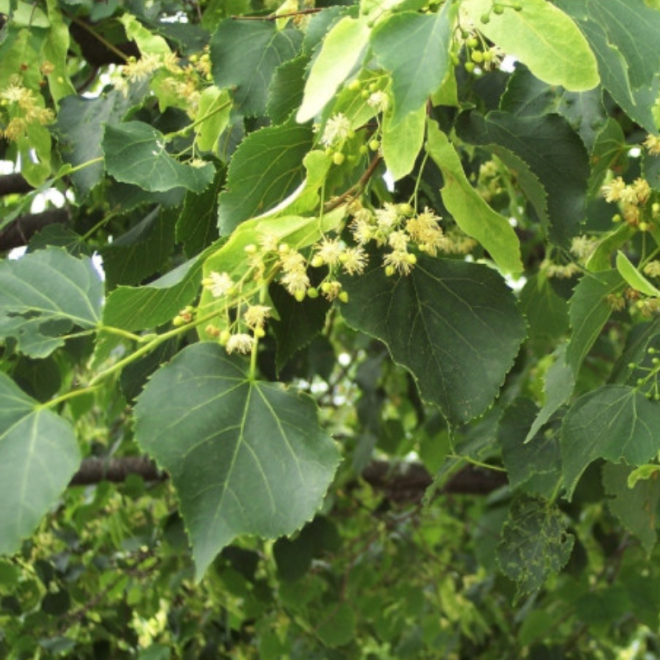 Liepa mažalapė (Tilia cordata) 'Greenspire'