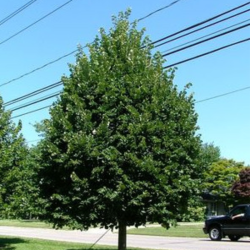 Liepa mažalapė (Tilia cordata) 'Greenspire'