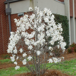 Magnolija žvaigždinė (Magnolia stellata)