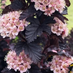 Pūslenis putinalapis (Physocarpus opulifolius) 'Panther' krūmas tamsus lapai.