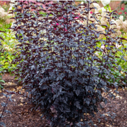 Pūslenis putinalapis (Physocarpus opulifolius) 'Panther' krūmas tamsus lapai.