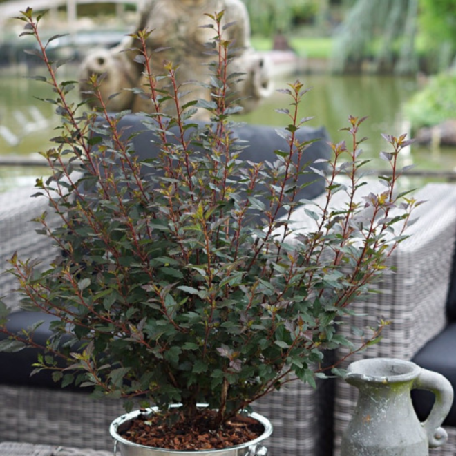 Pūslenis putinalapis (Physocarpus opulifolius) 'Little Joker'