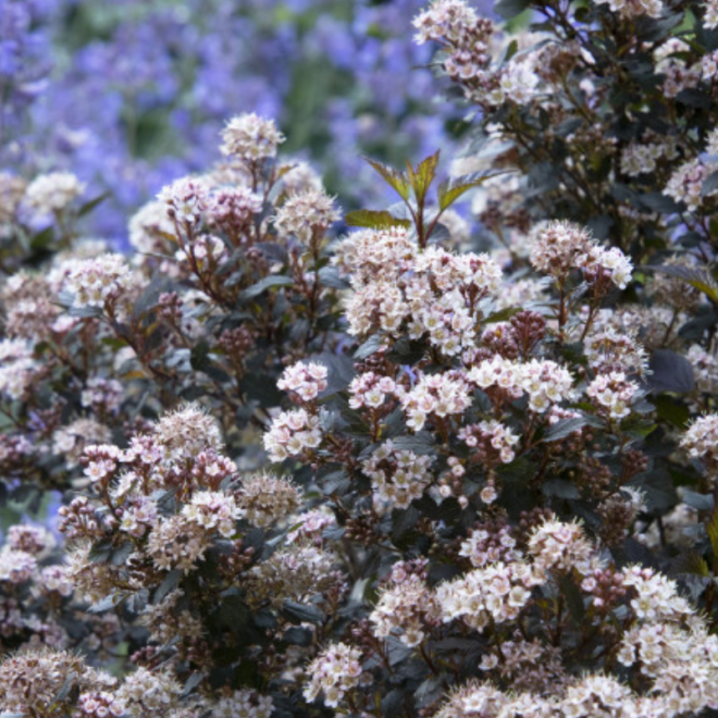 Pūslenis putinalapis (Physocarpus opulifolius) 'Little Joker'