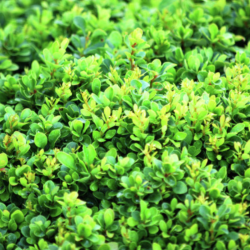 Raugerškis tunbergo (Berberis thunbergii) 'Kobold'