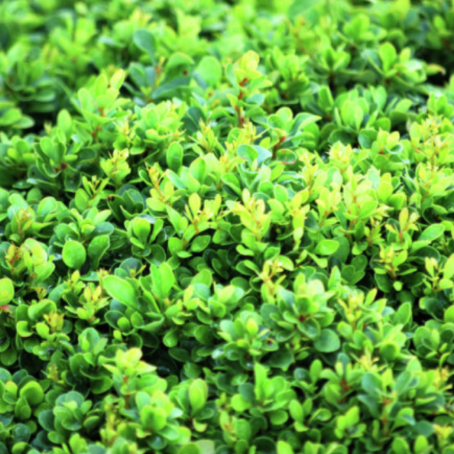 Raugerškis tunbergo (Berberis thunbergii) 'Kobold'
