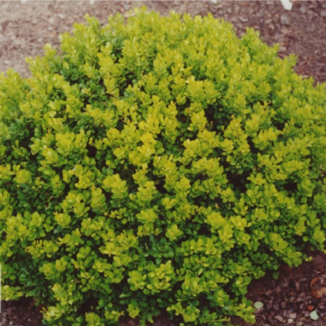 Raugerškis tunbergo (Berberis thunbergii) 'Kobold'