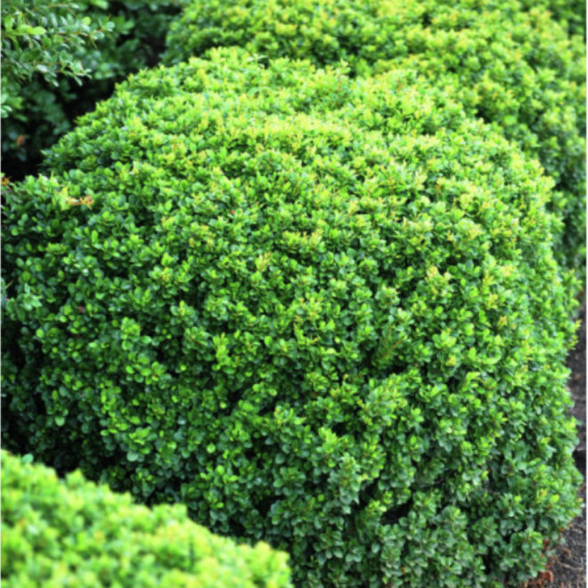 Raugerškis tunbergo (Berberis thunbergii) 'Kobold'