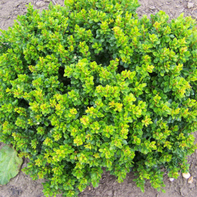 Raugerškis tunbergo (Berberis thunbergii) 'Kobold'