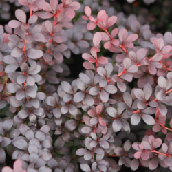 Raugerškis tumbergo  (Berberis thunbergii)  'Dart's Red Lady'