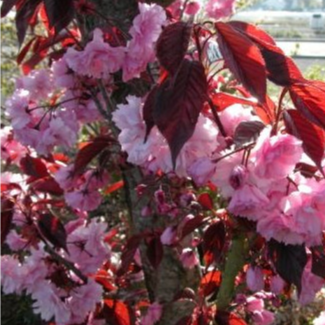 Sakura (Prunus serrulata) 'Royal Burgundy' rožiniai pilnaviduriai žiedai bordiniai lapai