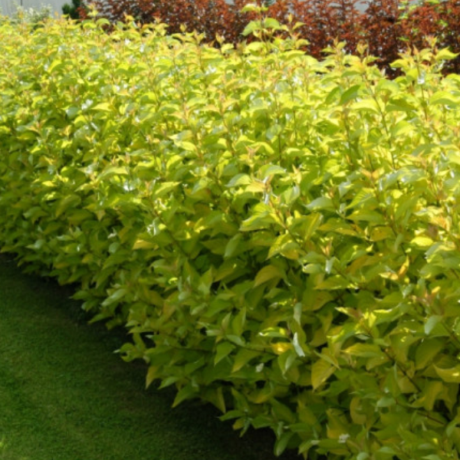 Sedula baltoji (Cornus alba) 'Aurea'