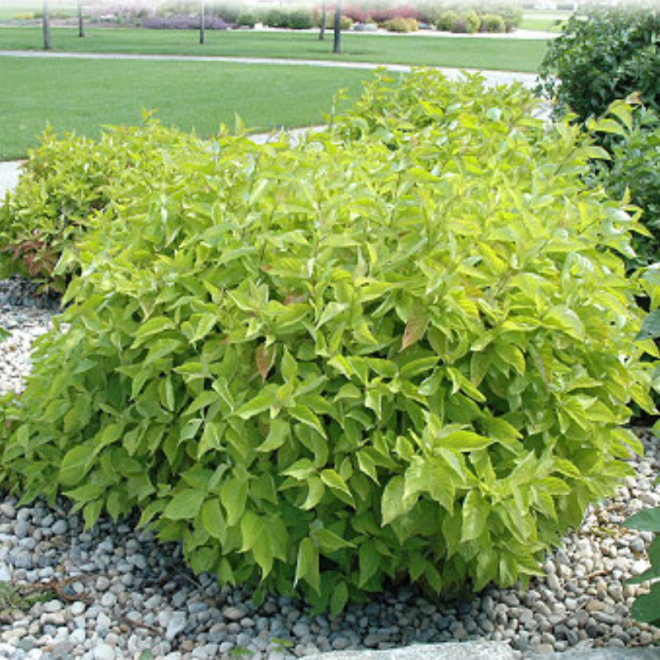 Sedula baltoji (Cornus alba) 'Aurea'