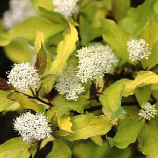 Sedula baltoji (Cornus alba) 'Aurea'