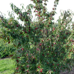Sedula geltonžiedė  (Cornus mas) Jolico