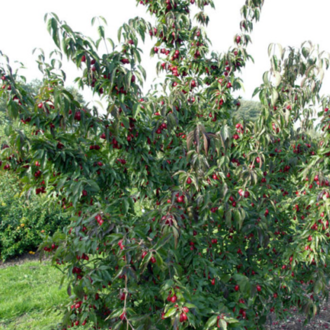 Sedula geltonžiedė  (Cornus mas) Jolico