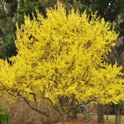 Sedula geltonžiedė  (Cornus mas) Jolico
