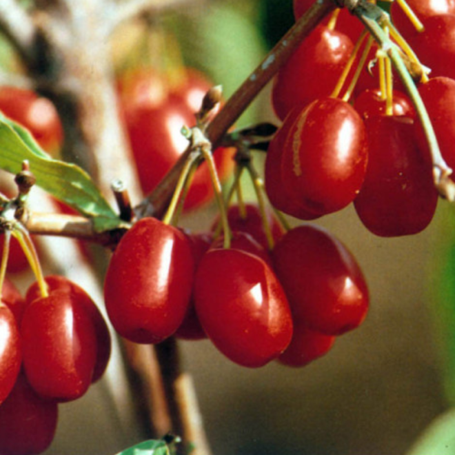 Sedula geltonžiedė  (Cornus mas) Jolico