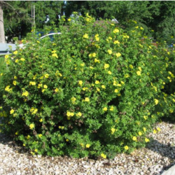 Sidabražolė krūminė (Potentilla fruticosa) 'Goldfinger'