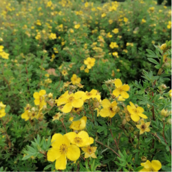 Sidabražolė krūminė (Potentilla fruticosa) 'Goldfinger'