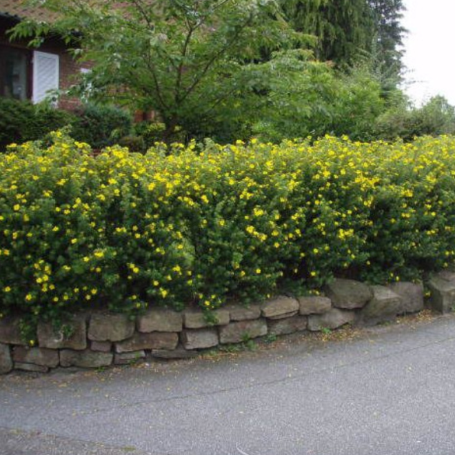 Sidabražolė krūminė (Potentilla fruticosa) 'Goldfinger'