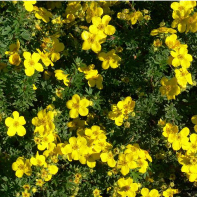 Sidabražolė krūminė (Potentilla fruticosa) 'Goldfinger'