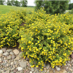 Sidabražolė krūminė (Potentilla fruticosa) 'Goldfinger'