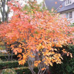 Medlieva (Amelanchier alnifolia) 'Northline'