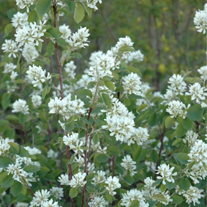 Medlieva (Amelanchier alnifolia) 'Northline'