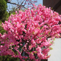 Migdolas triskiautis (Prunus triloba)