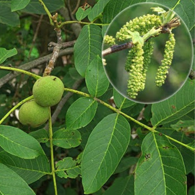 Riešutmedis graikinis (Juglans regia) sėjinukai