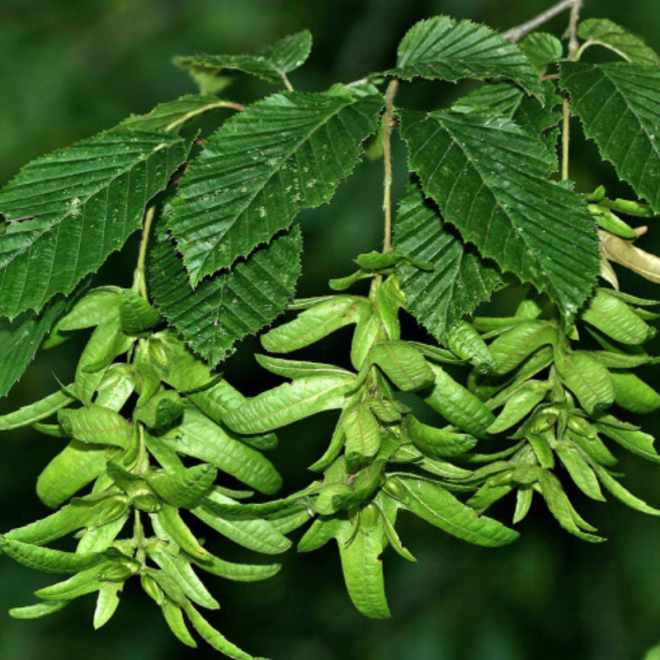 Skroblas paprastasis (Carpinus betulus)