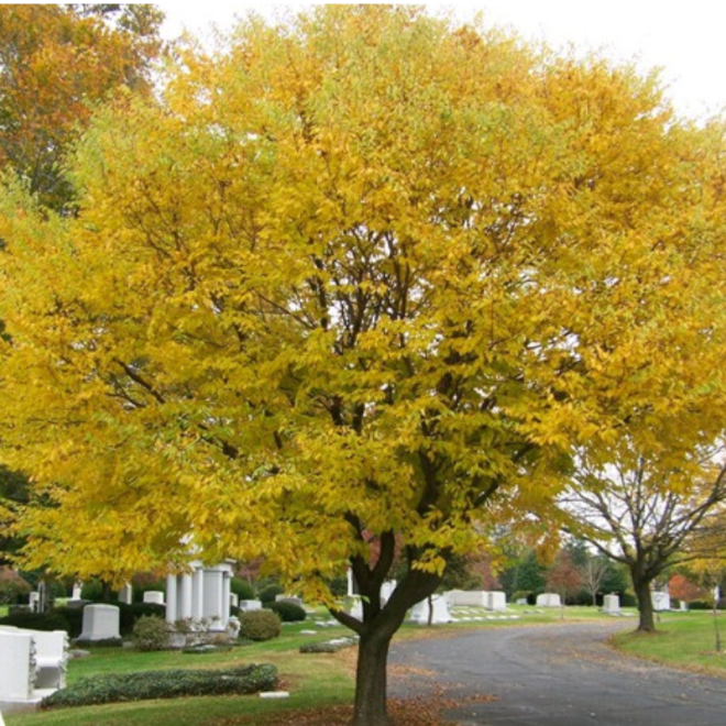 Skroblas paprastasis (Carpinus betulus)