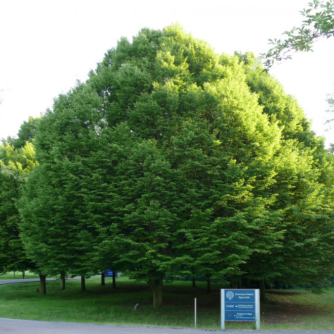 Skroblas paprastasis (Carpinus betulus)