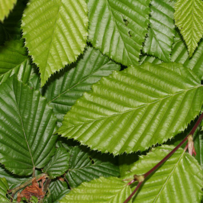 Skroblas paprastasis (Carpinus betulus)