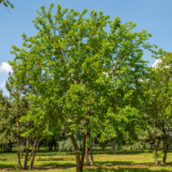 Šilkmedis baltasis (Morus alba)