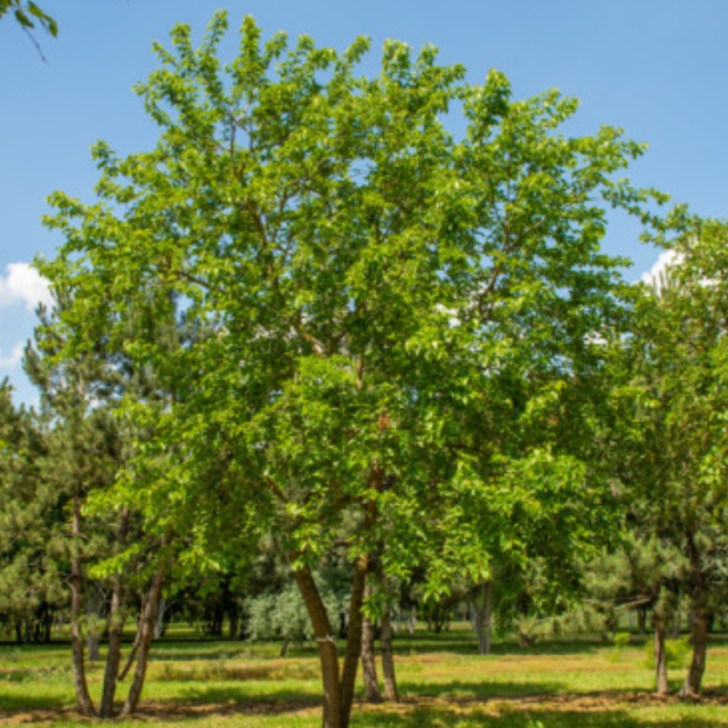 Šilkmedis baltasis (Morus alba)