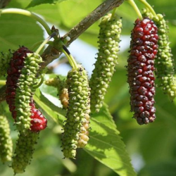 Šilkmedis baltasis (Morus alba) 'Gerardis Dwarf'