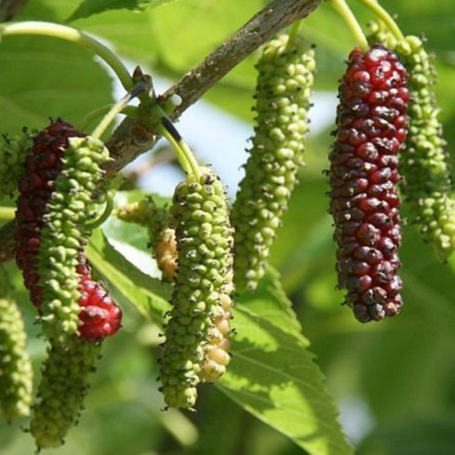 Šilkmedis baltasis (Morus alba) 'Gerardis Dwarf'