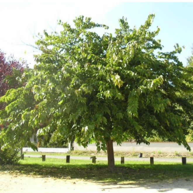 Šilkmedis baltasis (Morus alba) 'Gerardis Dwarf'