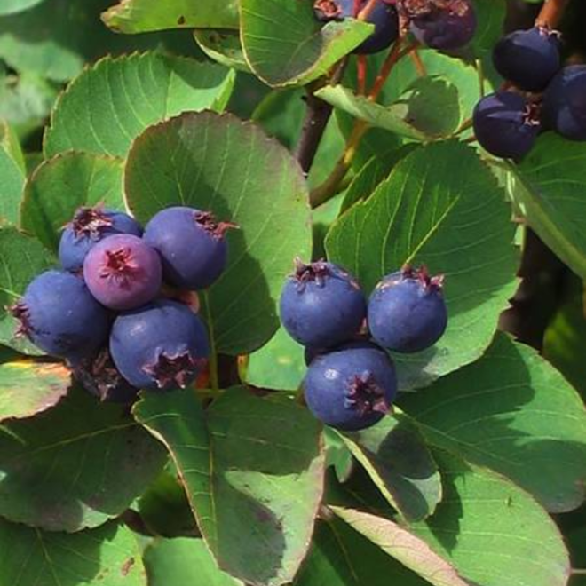 Medlieva (Amelanchier alnifolia) 'Smoky' saldžios didelės uogos